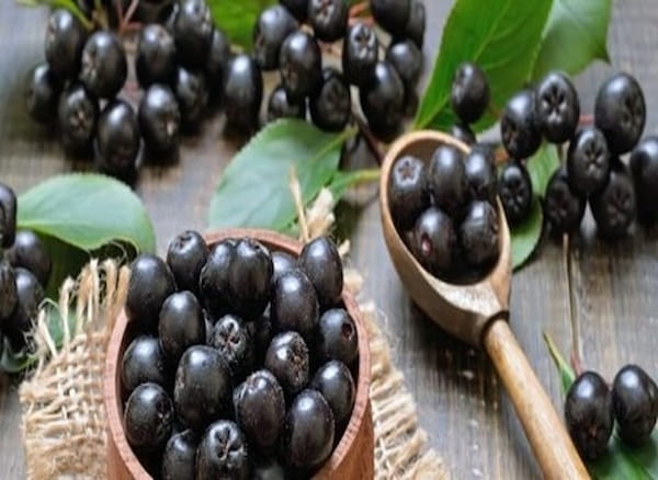 تصویر 1 از قیمت گوجه زیتونی سیاه + پخش تولیدی عمده کارخانه